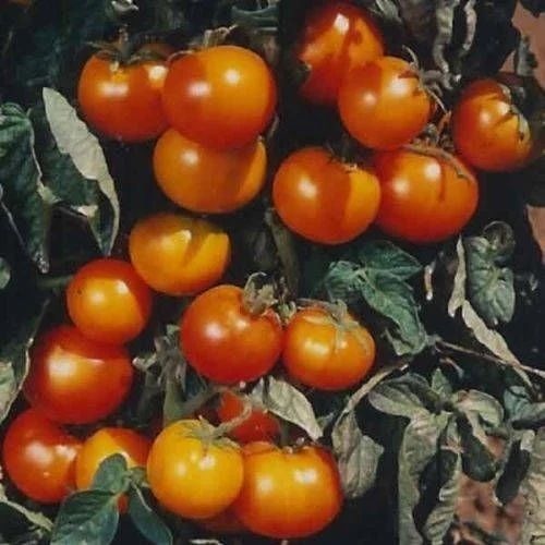 Fresh Tomato - Organic A Grade Fresh Vegetables | Chopped, Common Shape, Cooked Style, No Artificial Flavour