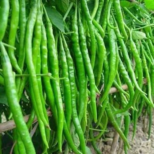 Green Chilli - A Grade Fresh Vegetables, Chopped Processing Form, Common Shape, 10 Days Shelf Life, Cooked Style