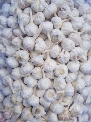 Himachal Garlic