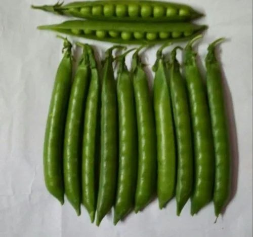 Hybrid Peas Vegetable Seeds - Green, Natural Cultivation Type, Grade A, Hybrid 1, 100% Purity | Ideal for Agricultural Applications