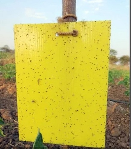Insect Sticky Glue Trap - Plastic, Square, Yellow | Manual Power Source, Ideal for Agriculture Insecticide Use, Plain Pattern