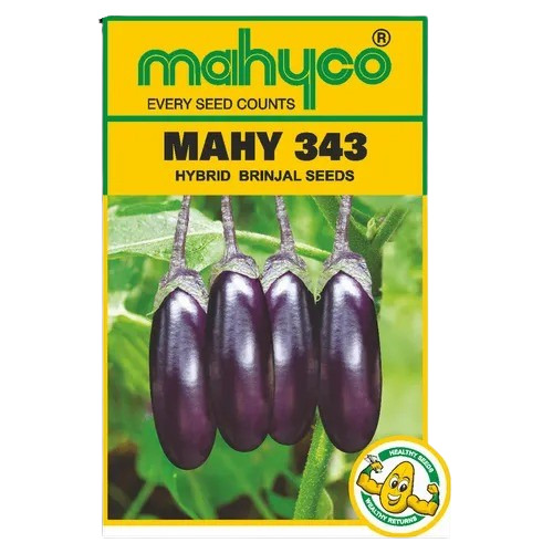 Mahy 343 Brinjal Seed - Hybrid 10 KG Packet Purple | Natural Cultivation Grade A 100% Purity Vegetable Seeds