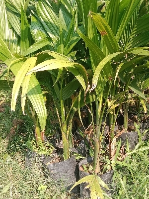 Arecanut Plant