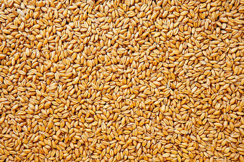 Wheat Seeds - Grade: A