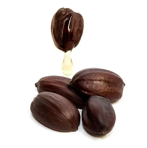 Jojoba Seeds Simmondsia Chinensis - Organic Herbal Grade, Highly Pure Herbal Seeds for Natural Cultivation | Ideal for Sustainable Farming and Gardening