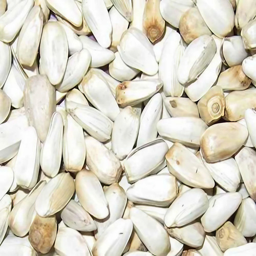 Kusum Beej Safflower Seeds - Organic Herbal Grade, Highly Pure Herbs Seeds for Cultivation
