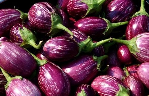 Organic Brinjal