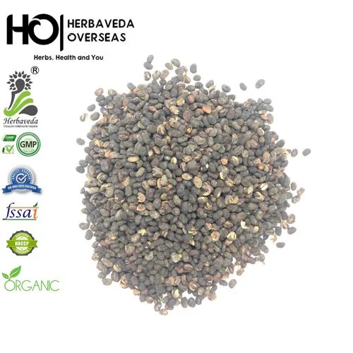 Psoralea Corylifolia Babchi Herbs Seeds - Organic Herbal Grade, Highly Pure, Ideal for Cultivation, Natural and Eco-Friendly Seeds
