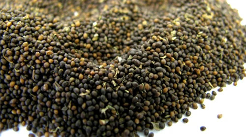 Rama Tulsi Herbs Seeds - Organic Herbal Grade, Highly Pure Herb Seeds for Cultivation | Ideal for Home Gardening and Sustainable Farming