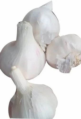 fresh garlic