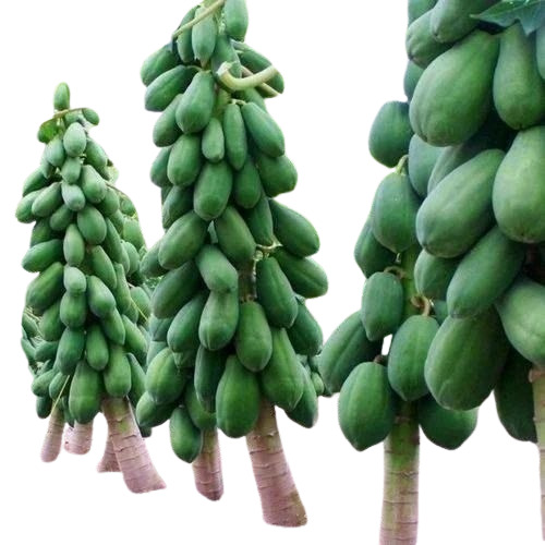 Fresh Papaya - Green, Whole, Optimum Quality | Food Grade A & B, Common Cultivation, Loose Packaging, Ideal for Cold Storage