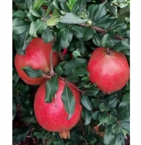 Fresh Pomegranate - Food Grade A & B, Optimum Fresh Condition, Sweet Taste, Red Color, Whole Fruit, Cold Storage Recommended