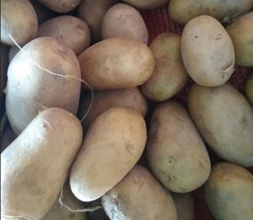 Fresh Potato - A Grade, Fresh Vegetables | Cooking Grade, Chopped, Common Shape, Cold Storage Recommended
