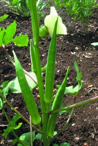 Hybrid Bhendi(Okra) Rohini-52 Vegetable Seeds