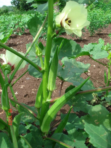 Hybrid Bhendi (Orka) Mansi Vegetable Seeds - High Purity, For Vegetable Cultivation | Hybrid Type, Ideal for Sustainable Farming