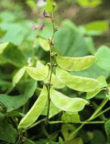 Hybrid Dolichus Beens HA-3 Vegetable Seeds - Hybrid, Highly Pure Seeds | Ideal for Optimal Growth in Diverse Vegetable Cultivation