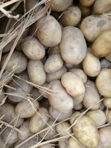 Kufri Jyoti Potato - Fresh A Grade Cooking Vegetables, Chopped Form, Common Shape, Cooked Style for Culinary Excellence