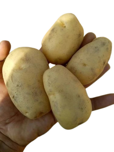 Pukhraj Potato - Fresh A Grade Cooking Vegetables, 50 kg Chopped Form | Common Shape, Cooked Style