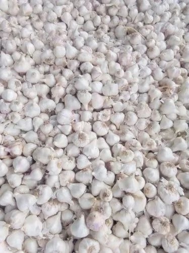 Pure White Fresh Garlic