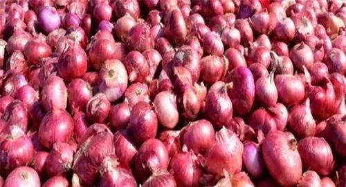 Red Onion - Fresh A & B Grade, Loose Packaging for Cooking | Chopped, Common Shape, Cooked Style, Cold Storage Recommended