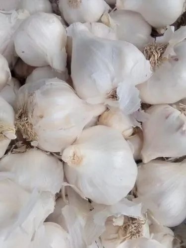 White Fresh Garlic