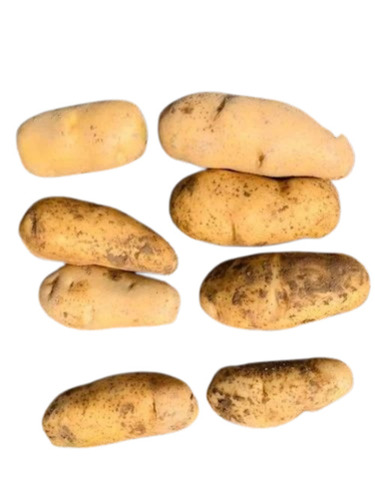 Diamond Potato Seed
