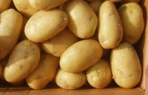 Fresh Pahadi Potato - A Grade Fresh Vegetables , Chopped Form, Cooked Style, Common Shape, Packed in Gunny Bag for Cooking in Optimal Condition