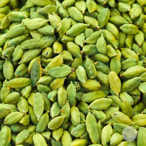 Green Cardamom - Product Type: Fresh