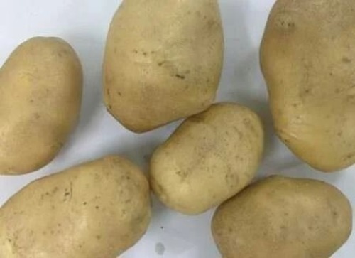 Hybrid Potatoes - Fresh A Grade Vegetables Chopped Processing Form Common Shape Cooked Style Packaged in Gunny Bag for Cooking