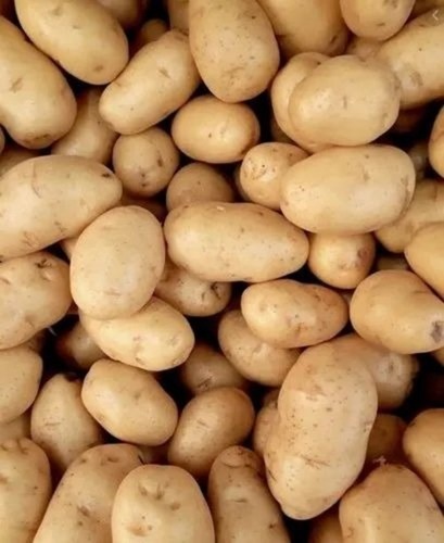 Hybrid Potatoes - Fresh A Grade Quality, Chopped and Cooked Style | Optimum Condition, Packed in Gunny Bag