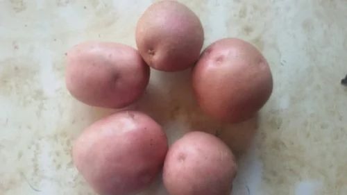 Katnar Potato - Cooking Grade A, Fresh Vegetables in Gunny Bag | Chopped Processing Form, Common Shape, Cooked Style