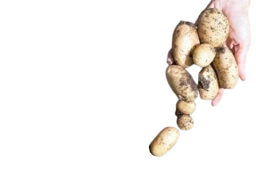 Kufri Chandramukhi Potato Seed