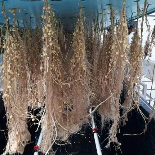 Kufri Garima Potato Seed