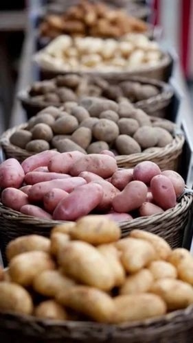 Kufri Jyoti Potato Seed