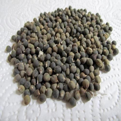 Okra Seeds - Color: Green