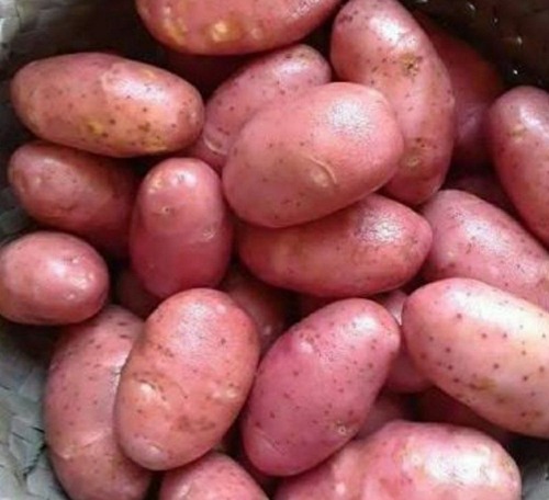 Red Potatoes