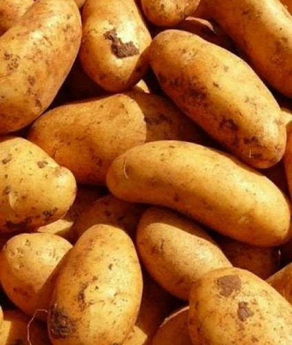 Sonachips Fresh Potato - A Grade Fresh Vegetables, Chopped Processing Form, Common Shape, Cooked Style, Packaged in Gunny Bag for Optimal Freshness