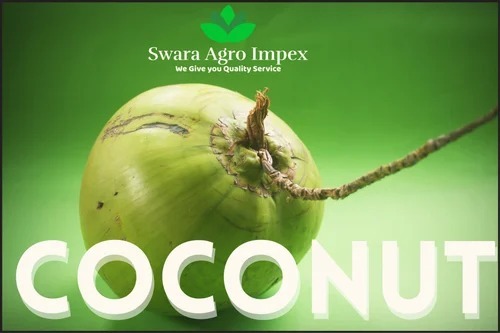 Fresh Coconut - Fresh A Grade & B Grade, Green Color, Common Cultivation Style | Ideal for Food Use, Store in Cool and Dry Place