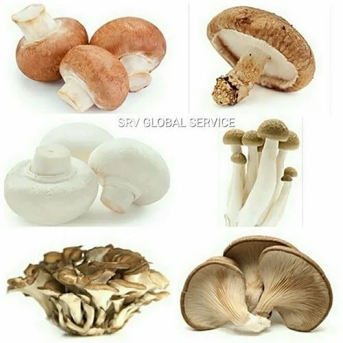 Fresh Mushroom - Organic Button Mushrooms | Fresh A Grade, White Color, Ideal for Cooking, Store in Cool and Dry Place