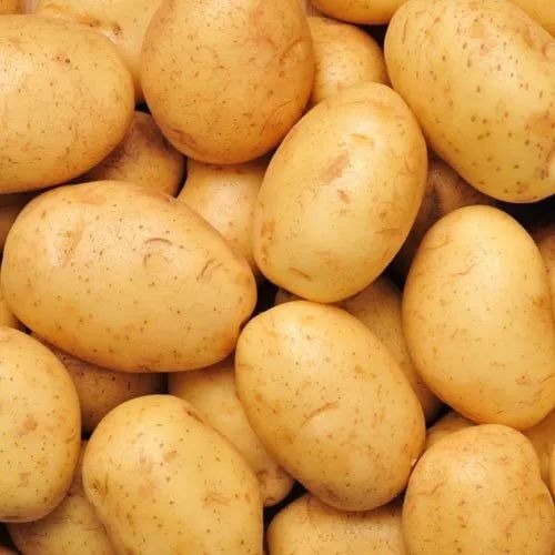 Fresh Potato - Quality A Grade 50 Kg Gunny Bag | Fresh Chopped Common Shape 4 Months Shelf Life Cooking Style