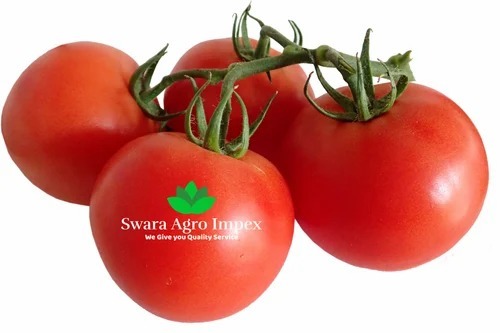 Fresh Tomato - A Grade & B Grade, Optimum Quality Fresh Vegetables for Cooking, Chopped Style, Common Shape