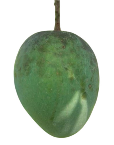 Himsagar Mango - Fresh A & B Grade Quality, Sweet Taste with Yellow and Green Color, Whole Fruit in Wood Box Packaging