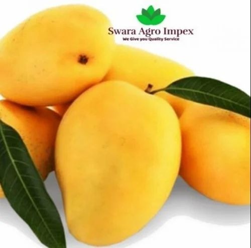 Kesar Mango - Fresh A Grade, B Grade | Sweet Taste, Whole Common Shape, Ideal for Cool and Dry Storage, Food Grade Quality