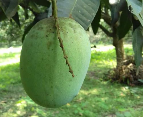 Langda Mango - Fresh Yellow & Green, Whole Sweet Taste | A Grade, B Grade, Common Cultivation, Food Grade, Packed in Wood Box
