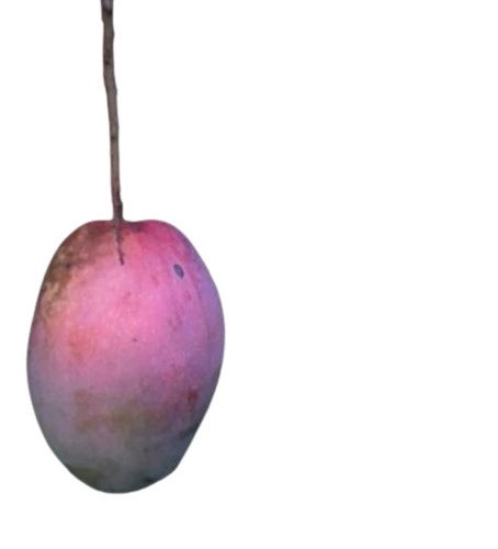 Rupasee Mango - Fresh Fruits in Wood Box | A & B Grade, Yellow & Green Color, Sweet Taste, Whole Common Shape, Common Cultivation Type