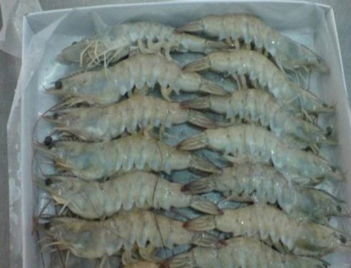 Vannamei Prawn - Shape: Piece