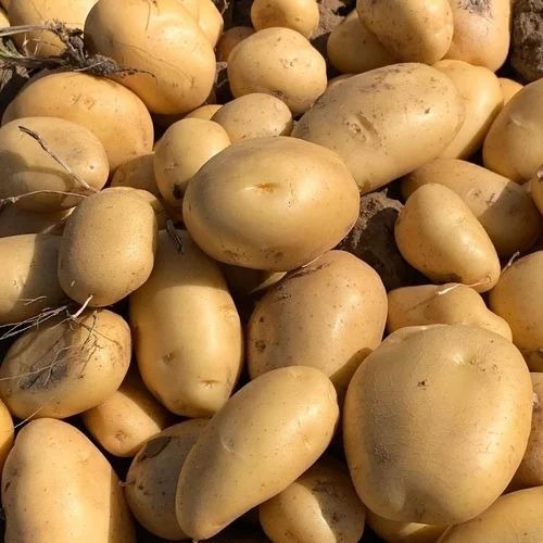 A Grade Potato - Fresh Vegetables Chopped Processing Form Common Shape Cooked Style | Packaged in Gunny Bag for Cool and Dry Storage