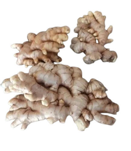 Fresh Ginger - 5 Kg Non-Dried A Grade | Chopped Style, Common Shape in Net Bag, Carton, Gunny Bag for Long-Term Storage