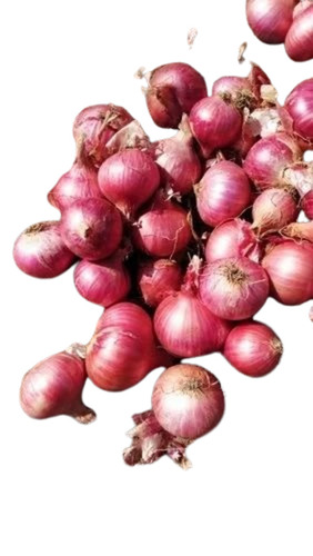 Fresh Onion - Large A Grade Red Spring Onion in 50 Kg Gunny Bag | Chopped Processing Form, Common Shape, Cooked Style