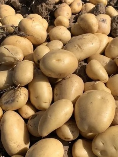 Fresh Potato